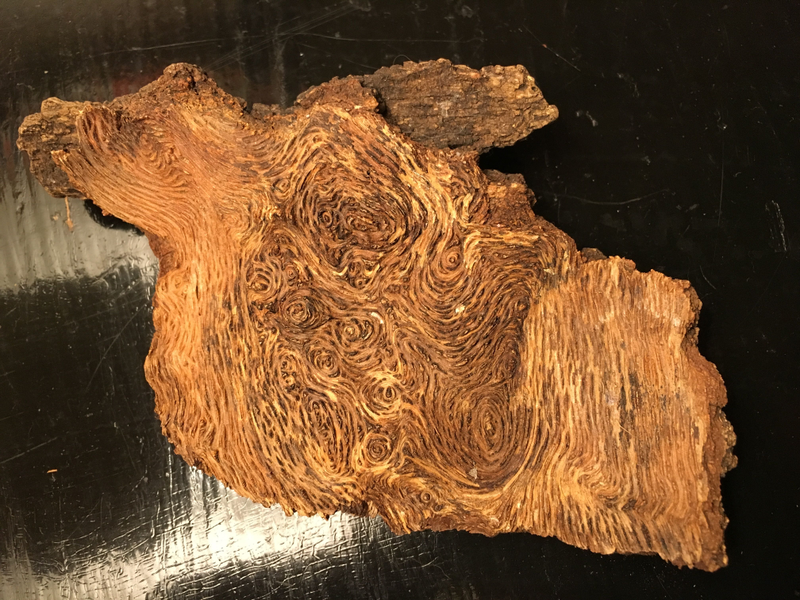 Bit of unpetrified wood skin, with faces.
